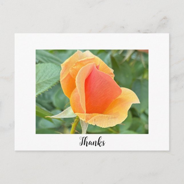 Rosebud Thank You Postcard (Front)