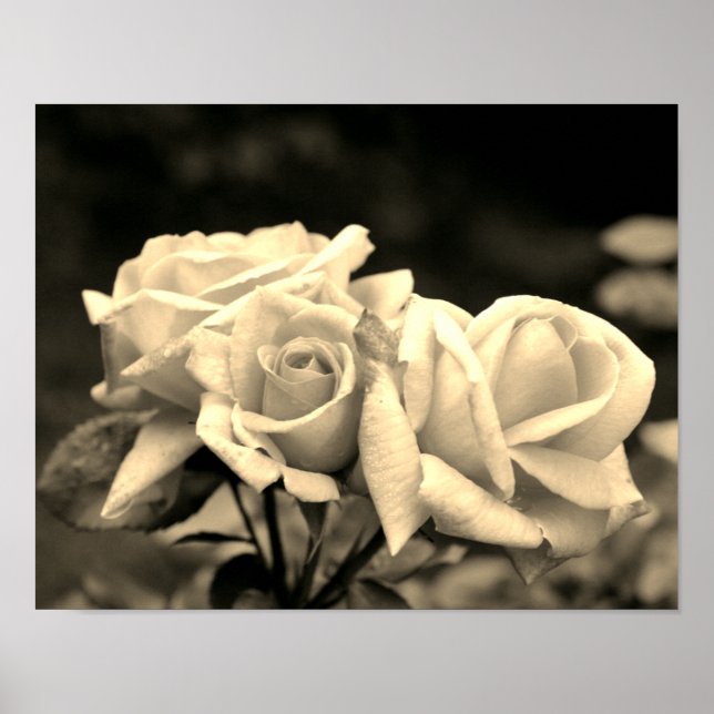 Rosebud Trio In Sepia Poster (Front)