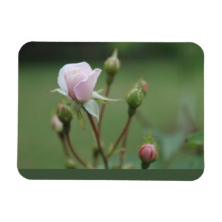 Rosebuds Magnet