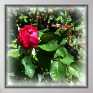 rosebuds poster