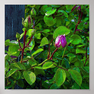 Rosebuds Poster