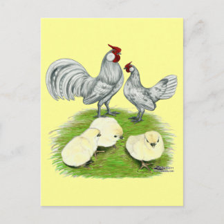 Rosecomb Bantams and Chicks Postcard