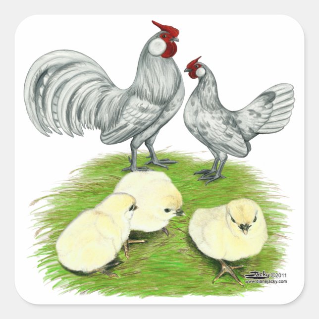 Rosecomb Bantams and Chicks Square Sticker (Front)