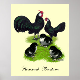 Rosecomb Black Bantam Family Poster