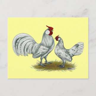 Rosecomb Splash Bantams Postcard