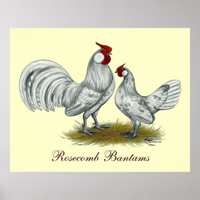 Rosecomb Splash Bantams Poster (Front)