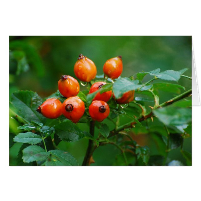 Rosehip after rain 3 (Front Horizontal)