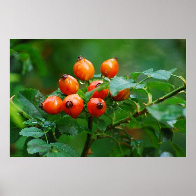 Rosehip after rain poster (Front)