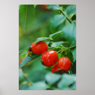 Rosehip bush after rain poster