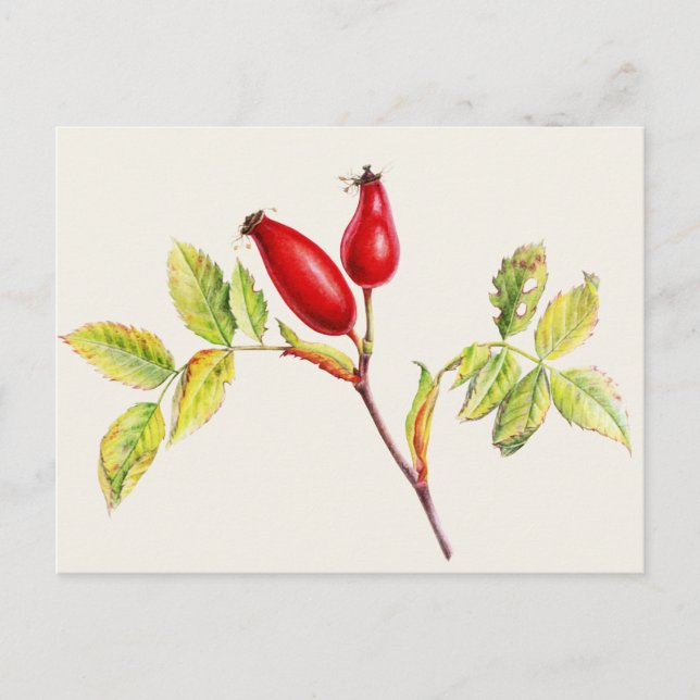 Rosehips, Rosa canina in watercolor postcard (Front)