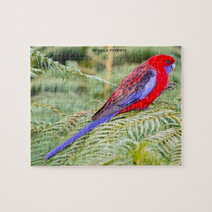 Rosella Parrots Australia Jigsaw Puzzle