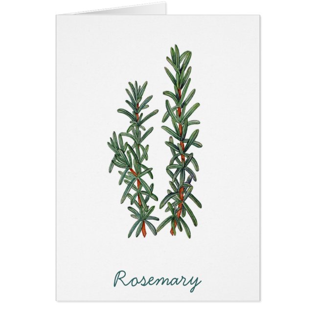 Rosemary (Front)