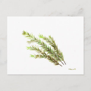 Rosemary herb kitchen art watercolour painting postcard