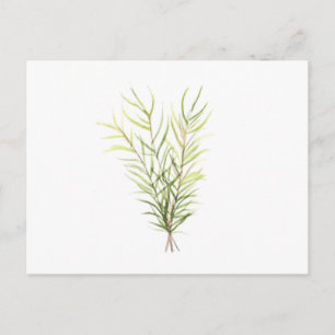Rosemary herbs postcard