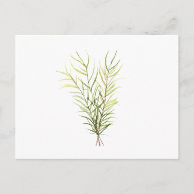 Rosemary herbs postcard (Front)