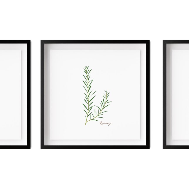 Rosemary Illustration |  Herbs Kitchen Wall Art (Creator Uploaded)