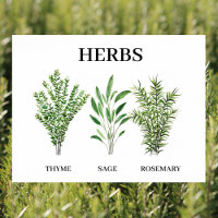 Rosemary Thyme Sage Herbs Culinary Kitchen Chef