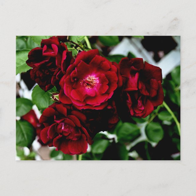 Roses 2 postcard (Front)