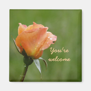 roses are orange magnet