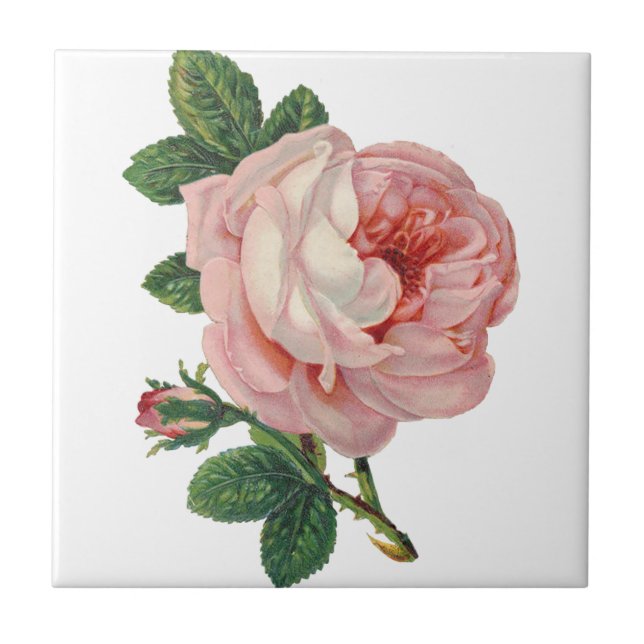 Roses are Pink Tile (Front)