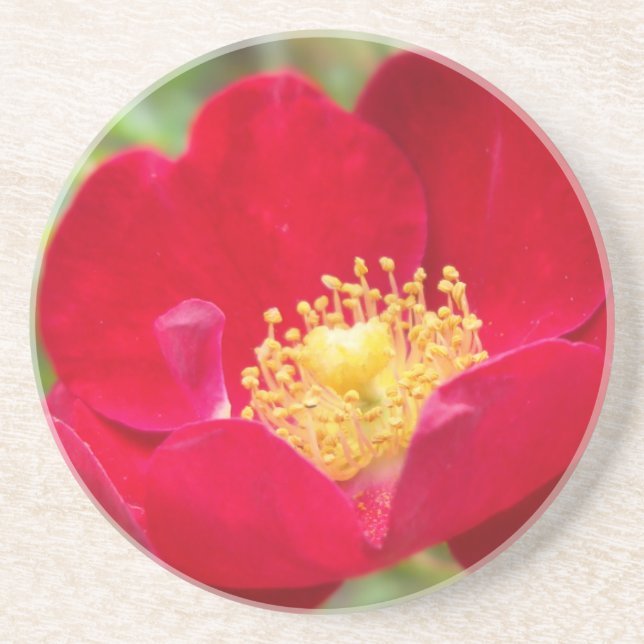 Roses Are Red Coaster (Front)