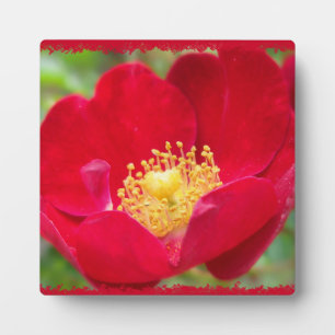 Roses Are Red Photo Plaque