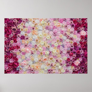 Roses Backdrop Poster