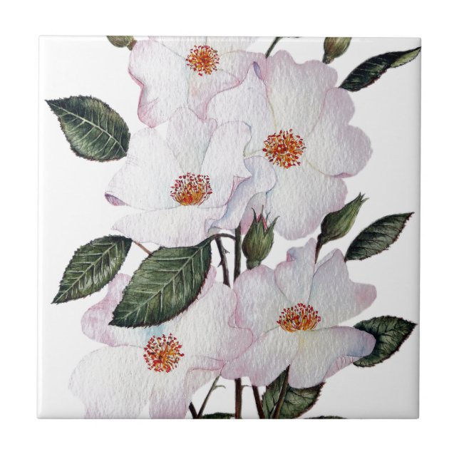 Roses 'Ballerina' Floral Art Tile (Front)