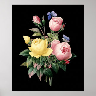 Roses bouquet Redoute black dramatic background Poster