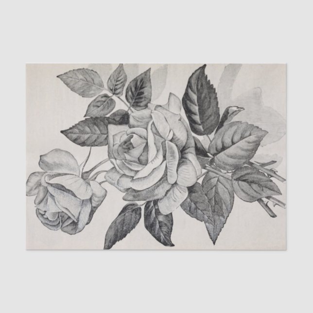 Roses Branch Antique Print 10" X 15" Tissue Paper (Front)