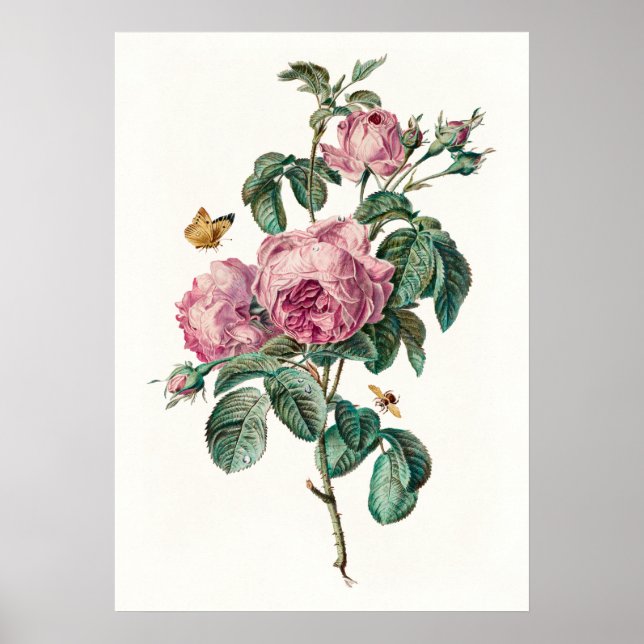 Roses & Butterflies Vintage Botanical Art Print (Front)
