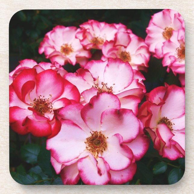Roses Coaster (Front)