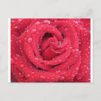 roses flowers blossoms petals water droplets postcard