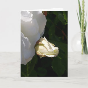 Roses flowers card