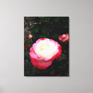 Roses Flowers , Pink Red White Roses Canvas Print