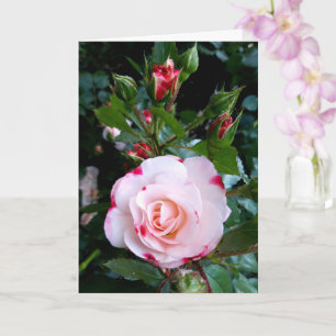 Roses Flowers, Pink Red White Roses Card