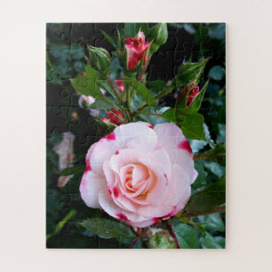 Roses Flowers , Pink Red White Roses Jigsaw Puzzle