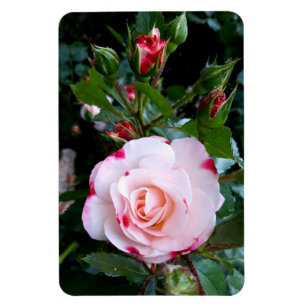 Roses Flowers , Pink Red White Roses Magnet