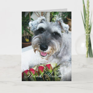 Roses For You - Thank You