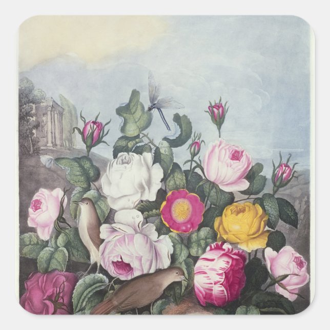 Roses, from 'The Temple of Flora' Square Sticker (Front)