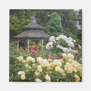Roses in bloom and Gazebo Rose Garden at the Magnet