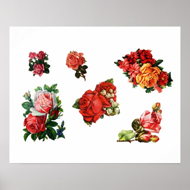 Roses in Bloom Poster (Front)