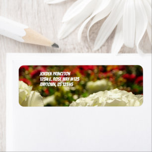 Roses In The Garden / White And Red