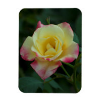 Roses mean Love!