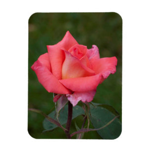 Roses mean Love! Magnet