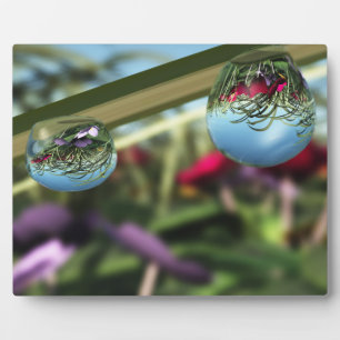 Roses on Raindrops Photo Plaque
