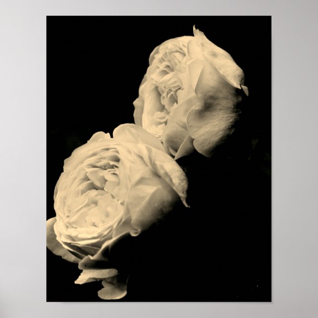 Roses Pair In Sepia Tint Poster (Front)