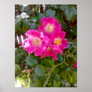Roses Photo  Poster