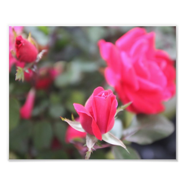 Roses Photo Print (Front)
