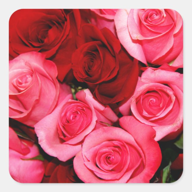 Roses, Pink and Red Square Sticker (Front)